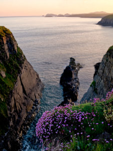 Europa, Großbritannien, UK, Wales, Nationalpark Pembrokeshire Coast, Steilküste am St. David's Head, Abendstimmung, Grasnelken, Strandnelken Europa, Großbritannien, UK, Wales, Nationalpark Pembrokeshire Coast, Steilküste am St. David's Head, Abendstimmung, Grasnelken, Strandnelken